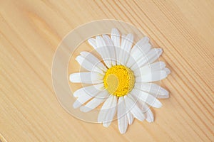Beautiful Daisy flower lies on a wooden Board