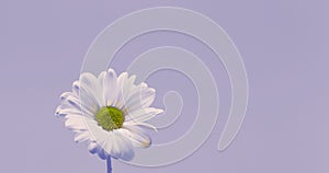 A beautiful daisy flower on violet or lilac background.