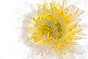 Beautiful daisy flower on the white background