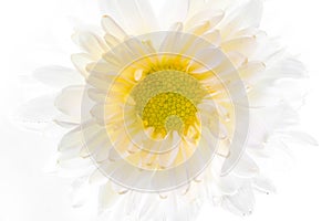Beautiful daisy flower on the white background