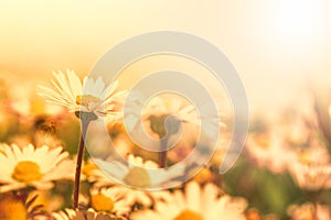 Beautiful daisy flower on wild field in sunset light. Soft focus nature background. Delicate pastel toned image. Greeting card