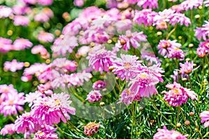 beautiful daisy flowers