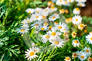 beautiful daisy flowers