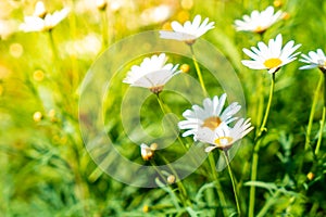 beautiful daisy flowers