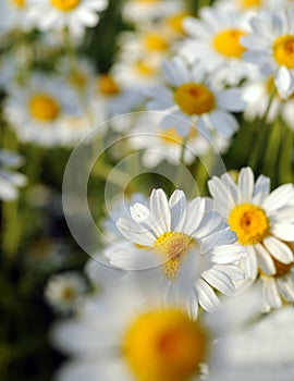 Beautiful Daisy flowers