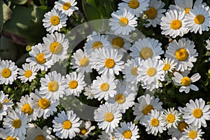 Beautiful daisy flowers as  background