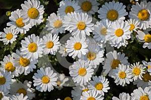 Beautiful daisy flowers as background