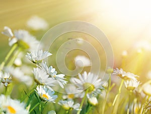 Beautiful daisy flowers bathed in sunlight