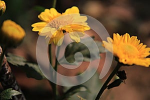 Beautiful daisy flowers blooming in garden with defocused or bokeh background.