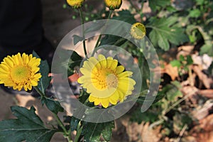 Beautiful daisy flowers blooming in garden with defocused or bokeh background.