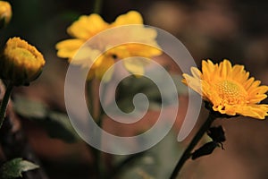 Beautiful daisy flowers blooming in garden with defocused or bokeh background.