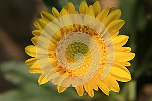 Beautiful daisy flowers blooming in garden with defocused or bokeh background.