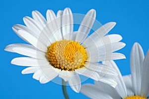 Beautiful daisy flowers on blue background