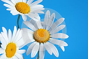 Beautiful daisy flowers on blue background