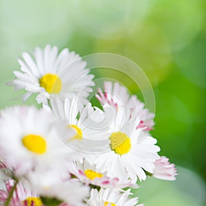 Beautiful daisy flowers, close-up