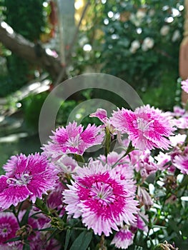 Beautiful daisy flowers in closeup. Partially Blurred background, spring season