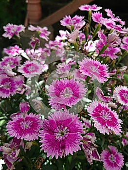 Beautiful daisy flowers in closeup. Partially Blurred background, spring season in hunza