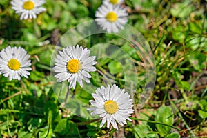 Beautiful daisy flowers covered by green grass on flood plain