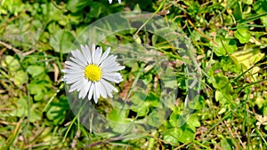 Beautiful daisy flowers covered by green grass and video