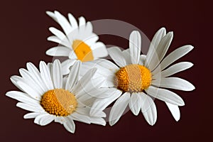 Beautiful daisy flowers on dark background