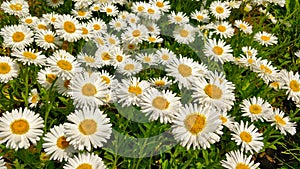 Beautiful daisy flowers densely growing in the garden