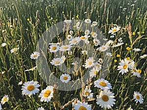 Beautiful daisy flowers in evening sunshine in grassland. Tranquil atmospheric summer meadow. Blooming leucanthemum vulgare and