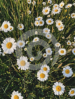 Beautiful daisy flowers in evening sunshine in grassland. Tranquil atmospheric summer meadow. Blooming leucanthemum vulgare ,wild