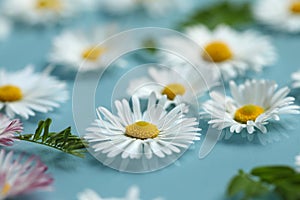 Beautiful daisy flowers floating in water, closeup