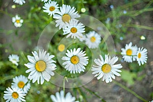 Beautiful daisy flowers in the garden