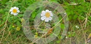 Beautiful Daisy flowers with green foliage or Bellis perennis L, or Compositae blooming in the park during sunlight of summer day