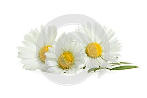 Beautiful daisy flowers and green leaves on white background