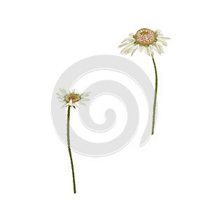 Beautiful daisy flowers hand drawn realisric illustration on white background isolated