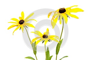 Beautiful daisy flowers isolated on background .