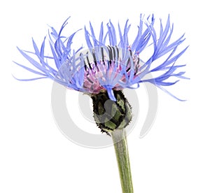 Beautiful daisy flowers isolated on background cutout.