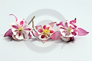 Beautiful daisy flowers isolated on black background