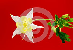 Beautiful daisy flowers isolated on red background.