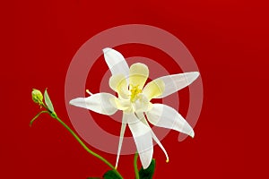 Beautiful daisy flowers isolated on red background.