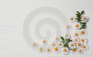 Beautiful daisy flowers and leaves on white wooden background, flat lay. Space for text