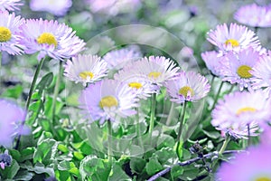 Beautiful daisy flowers in meadow