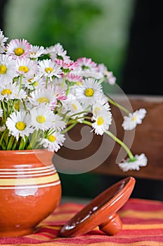 Beautiful daisy flowers in pot