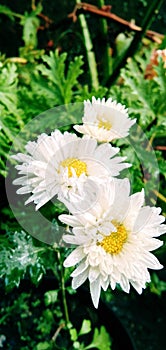 Beautiful daisy flowers after the rain