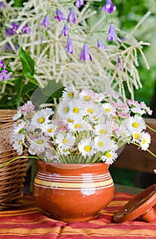 Beautiful daisy flowers. Summer background