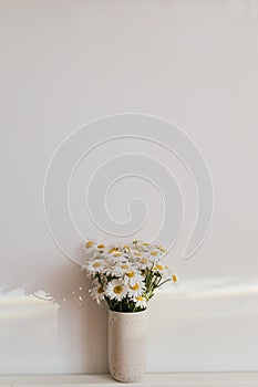 Beautiful daisy flowers in sun ray on white background. Summer vibes, simple home decor. Daisy bouquet in modern ceramic vase in