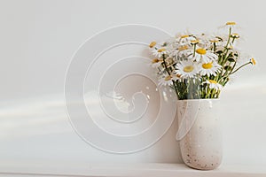 Beautiful daisy flowers in sun ray on white background. Summer vibes, simple home decor. Daisy bouquet in modern ceramic vase in