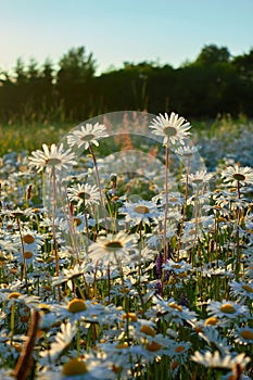 Beautiful daisy flowers in sunny light in grassland. Tranquil atmospheric summer meadow. Blooming leucanthemum vulgare