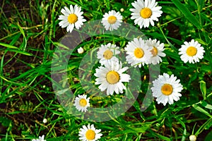 beautiful daisy flowers with white petals and yellow centers