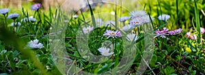 Beautiful daisy flowers with white and pink petals blossoms in green grass in the garden in spring