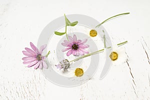 Beautiful daisy flowers on white wooden background