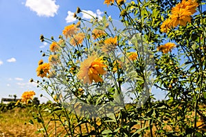 Beautiful daisy flowers. Yellow flowers under the blue sky