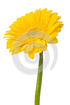 Beautiful daisy gerbera